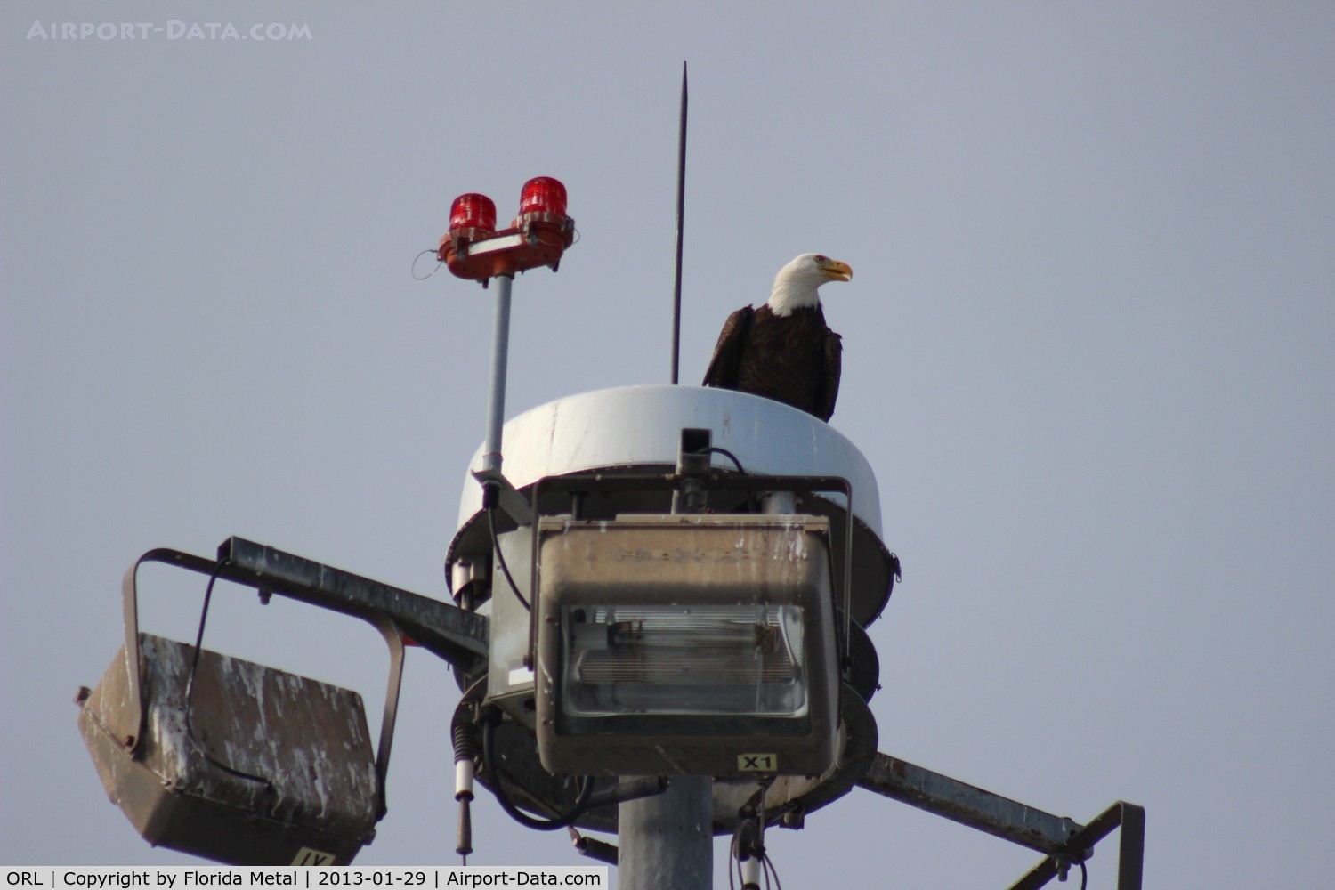 Executive Airport (ORL) - Bald eagle on the high mast ramp lights