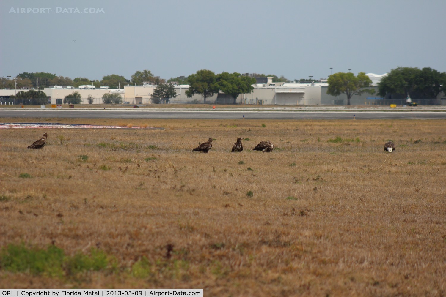 Executive Airport (ORL) - Adult and 4 young eagles on the approach of Runway 7 at Orlando Executive