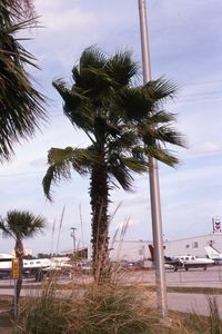 Daytona Beach International Airport (DAB) - Palm trees decorate the perimeter - by Glenn E. Chatfield
