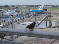 Amsterdam Schiphol Airport, Haarlemmermeer, near Amsterdam Netherlands (EHAM) - AMS - by Ferenc Kolos