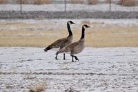 KBOI photo